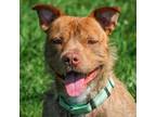 Adopt Roland a Pit Bull Terrier, Mixed Breed