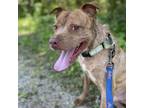 Adopt Roland a Pit Bull Terrier, Mixed Breed