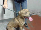 Adopt LAWRENCE a Brown/Chocolate - with Black American Pit Bull Terrier / Mixed