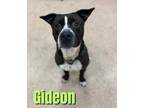 Adopt GIDEON a Black - with White American Pit Bull Terrier / Mixed dog in