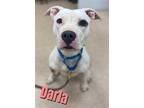 Adopt DARLA a White American Pit Bull Terrier / Mixed dog in Saginaw