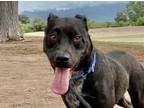 Adopt CINDER* a Black American Pit Bull Terrier / Mixed dog in Tucson