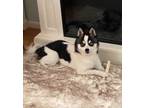 Adopt Kiki a Black - with White Alaskan Klee Kai / Mixed dog in San Diego