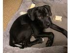Adopt Clyde a Black Labrador Retriever / Pit Bull Terrier dog in Louisa