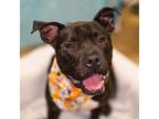 Adopt Ron Burgundy a Pit Bull Terrier