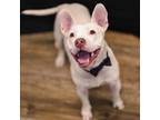 Adopt Thriller a Pit Bull Terrier