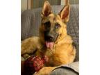 Adopt Kaiser a German Shepherd Dog
