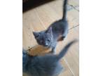 Adopt Smokie a Gray or Blue Domestic Mediumhair / Mixed (medium coat) cat in