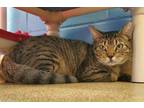 Adopt Will Furrell a Brown or Chocolate Domestic Shorthair / Domestic Shorthair