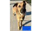 Adopt Mudslinger a German Shepherd Dog, Hound