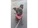 Adopt Ella a Brindle Boxer / Australian Shepherd / Mixed dog in Davenport