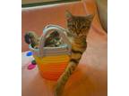 Adopt India a Brown Tabby Domestic Shorthair (short coat) cat in Jackson