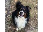 Adopt Bailey a Black Australian Shepherd / Mixed dog in Newton, KS (38523800)