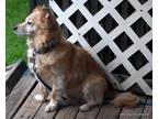 Adopt Toby, 11 yrs, 18 Lbs, $250 a Tan/Yellow/Fawn - with White Dachshund /