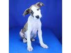 Adopt Kevlar- 030804S a Pit Bull Terrier