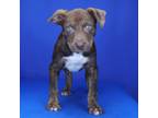 Adopt Armor- 030810S a Pit Bull Terrier