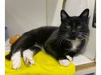 Adopt Kimber a Tuxedo