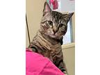 Adopt Peanut a Tabby