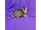 Adopt Qaseem a All Black Domestic Shorthair / Mixed cat in North Myrtle Beach