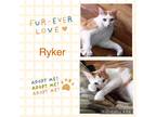 Adopt Ryker a Orange or Red (Mostly) Domestic Shorthair (short coat) cat in