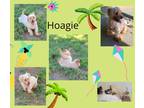 Adopt Hoagie a White - with Tan, Yellow or Fawn Dachshund / Terrier (Unknown