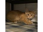 Adopt Stir Fry a Orange or Red Domestic Shorthair / Mixed cat in Hanna City