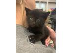 Adopt Husker a Domestic Short Hair