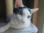 Adopt Uni a Black & White or Tuxedo American Shorthair / Mixed (short coat) cat