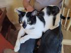 Adopt Molly a Black & White or Tuxedo American Shorthair / Mixed cat in