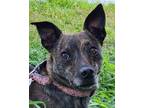 Adopt Sly Fox a Brindle - with White Mixed Breed (Small) / Mixed dog in