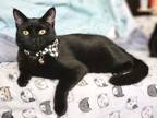 Adopt Fern a Domestic Shorthair / Mixed (short coat) cat in Patchogue