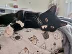 Adopt Maple a Black & White or Tuxedo Domestic Shorthair / Mixed (short coat)