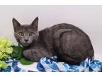 Adopt Wrex a Gray or Blue Domestic Shorthair / Mixed cat in Muskegon