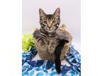 Adopt Forest IV a Brown Tabby Domestic Shorthair / Mixed cat in Muskegon