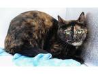 Adopt Mismeat a Brown or Chocolate (Mostly) Domestic Shorthair / Mixed cat in