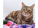 Adopt Klymer a Domestic Shorthair / Mixed cat in Muskegon, MI (38652967)