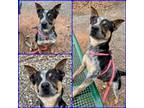 Adopt KOJAK a Australian Cattle Dog / Blue Heeler