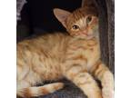 Adopt Buttercup's Kitten Rudy a Tan or Fawn Tabby Domestic Shorthair / Mixed cat