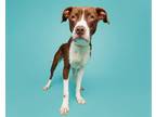 Adopt Davey a Mixed Breed