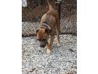 Adopt Draco a Pit Bull Terrier