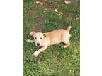 Adopt PORKCHOP dh a Tan/Yellow/Fawn - with White Corgi / Terrier (Unknown Type