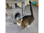 Adopt Bandit a Brown Tabby Domestic Shorthair (short coat) cat in Umatilla