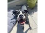 Adopt Dahli a Black - with White Mutt / Boxer / Mixed dog in Eden Prairie