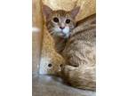 Adopt BOO BOO a Domestic Short Hair