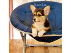 Pembroke Welsh Corgi Puppy for sale in Lake City, MN, USA