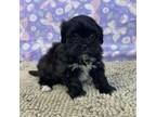 Zuchon Puppy for sale in Millmont, PA, USA
