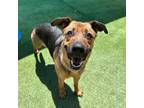 Adopt Feyra a Brown/Chocolate German Shepherd Dog / Mixed dog in El Paso