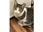 Adopt Zoe a Gray, Blue or Silver Tabby Domestic Shorthair / Mixed (short coat)