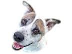 Adopt Trigger a White - with Tan, Yellow or Fawn Pit Bull Terrier / Mixed dog in