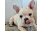 French Bulldog Puppy for sale in Chelsea, OK, USA